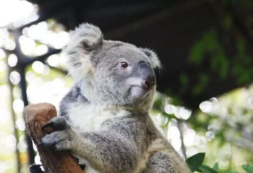 Fotos del hotel Vdara Pool Resort Spa Chiang Mai:  7