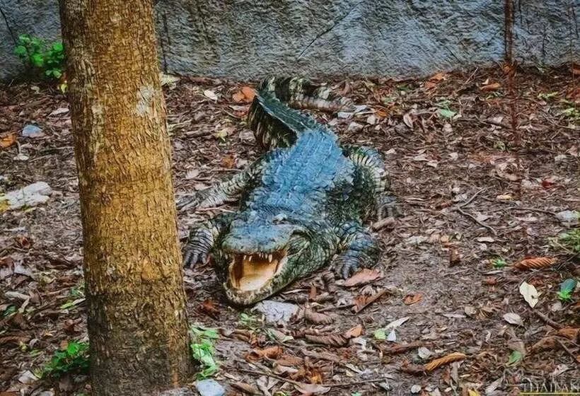 Fotos del hotel Vdara Pool Resort Spa Chiang Mai:  3