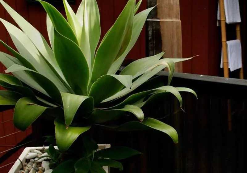 Fotos del hotel Azabu Boutique Accommodation Byron Bay:  5