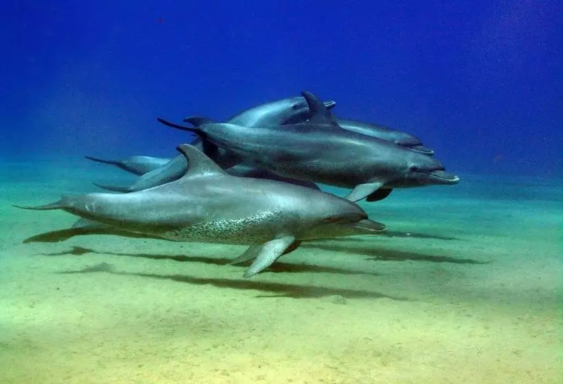 Fotos del hotel Sea Hug Resort:  7