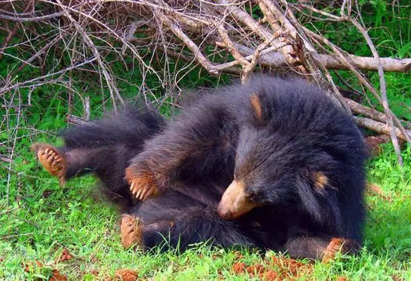 Fotos del hotel Samorich:  8