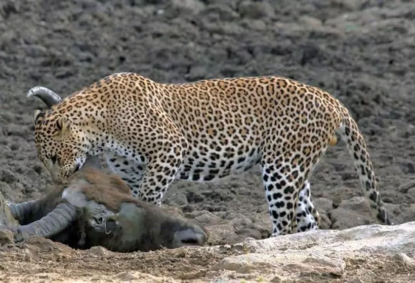 Fotos del hotel Samorich:  14