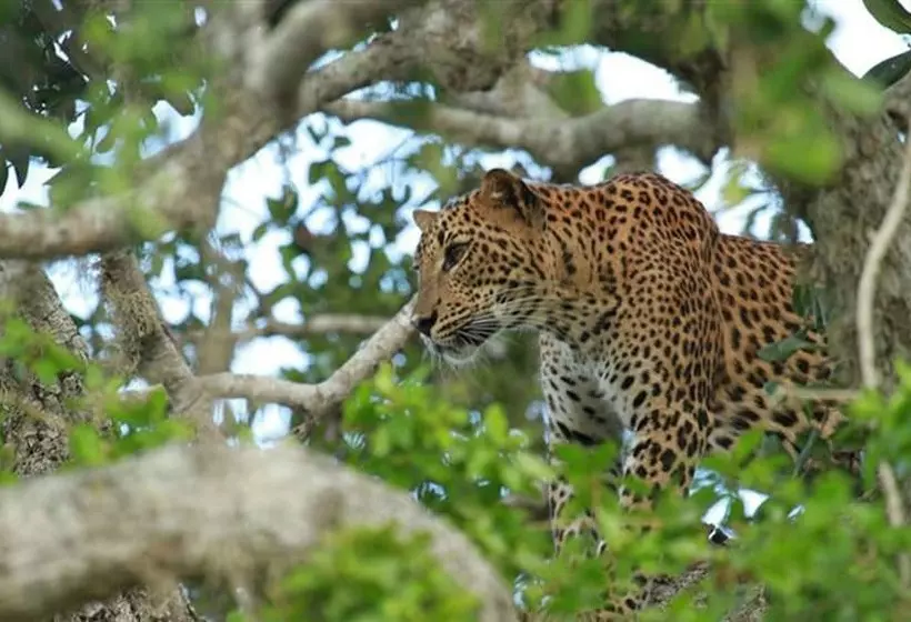 Fotos del hotel Samorich:  18