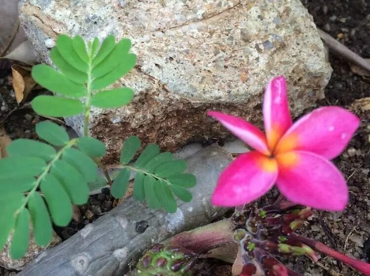 Fotos del hotel J. Holiday Inn:  11