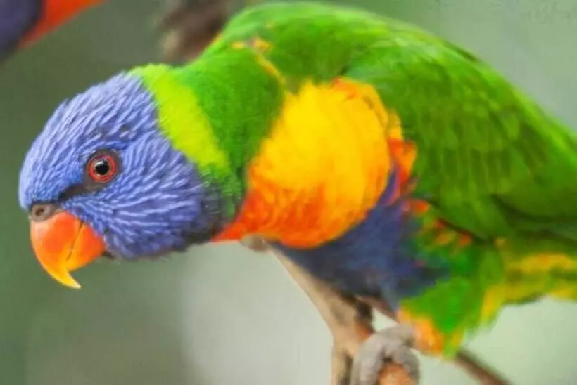 Fotos del hotel Crater Lakes Rainforest Cottages:  18