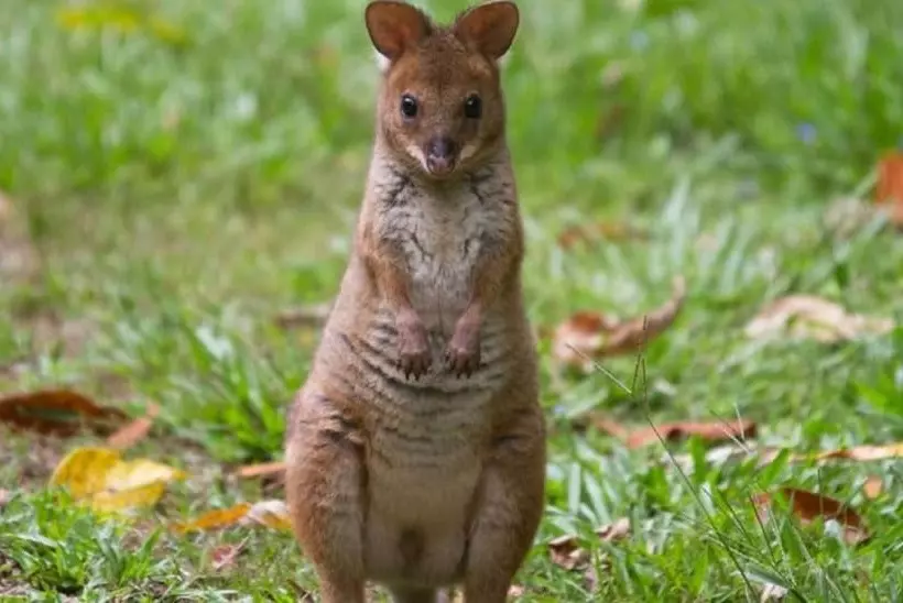 Fotos del hotel Crater Lakes Rainforest Cottages:  6