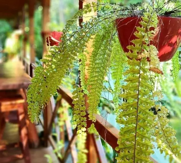 Fotos del hotel Selva De Laurel:  6