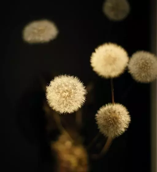 Fotos del hotel Grace Villa Nijojo Castle:  7