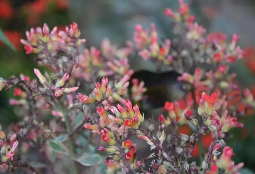 Fotos del hotel Villa San Pee Seua  Sha Extra Plus:  9