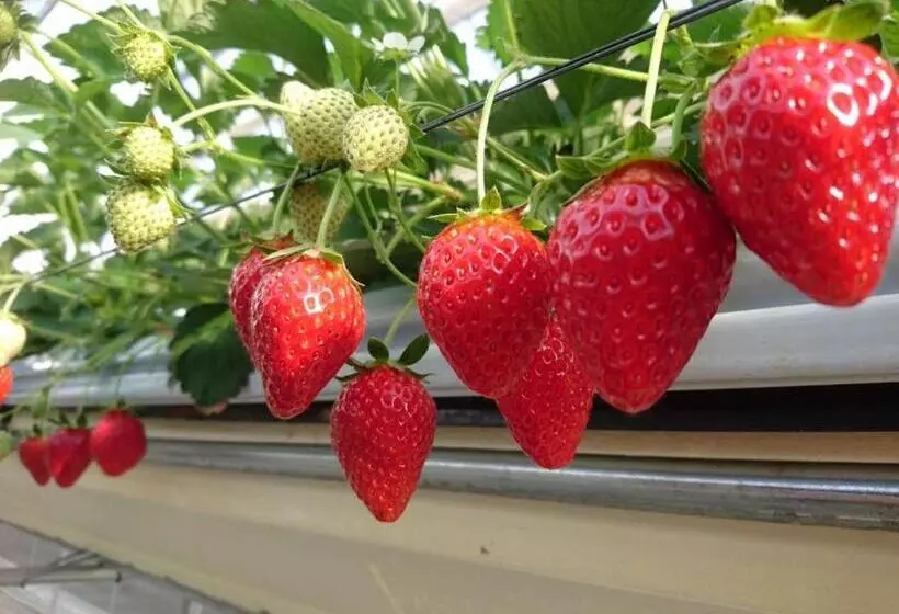 Fotos del hotel Oyado Ichifuji:  24