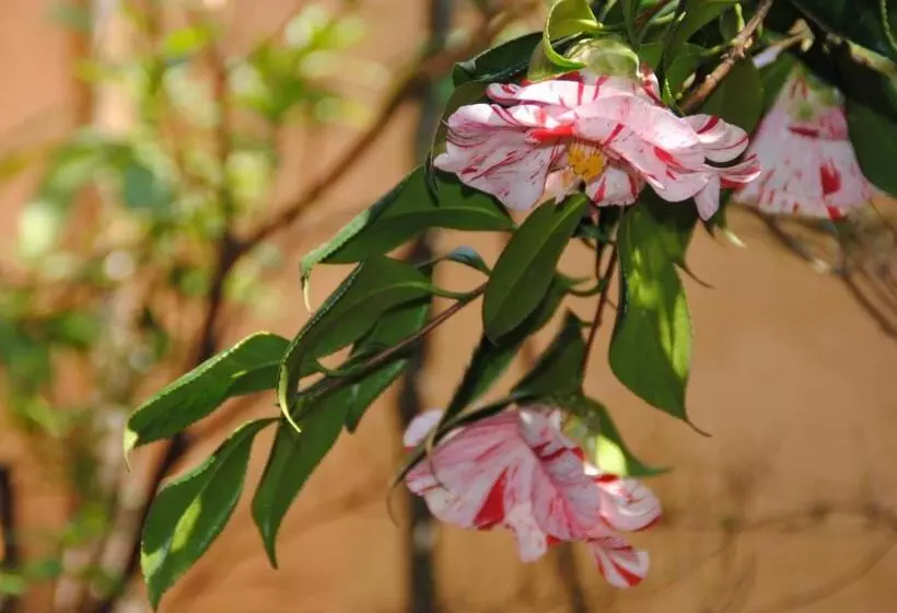 Fotos del hotel Oyado Ichifuji:  13