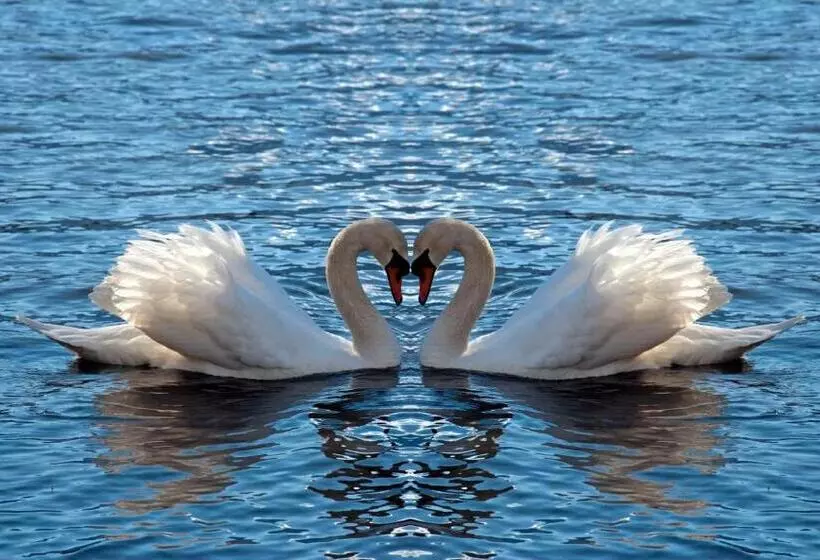 Fotos del hotel Calista Organic:  5