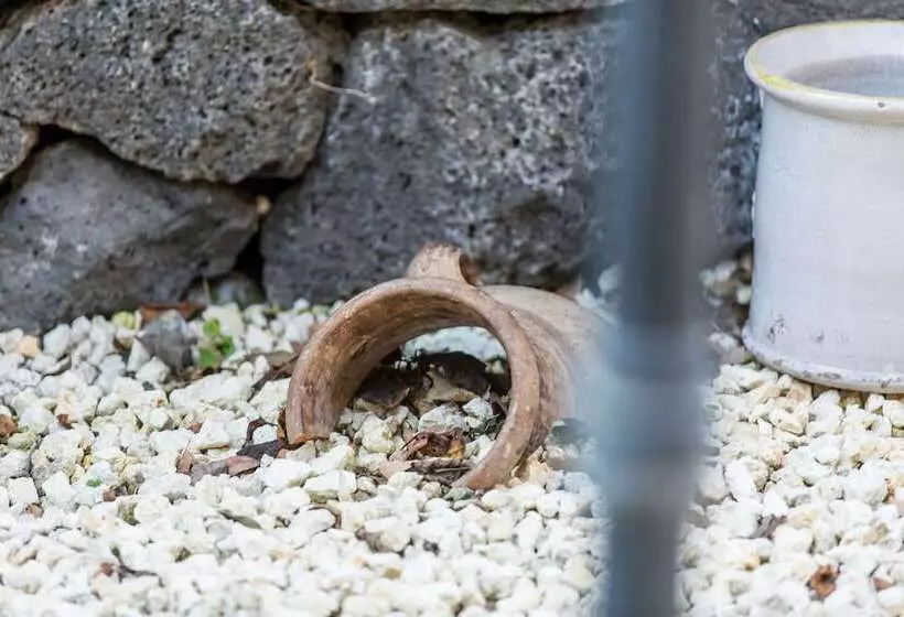 Fotos del hotel Gli Ulivi Dell'etna:  11
