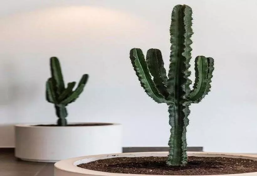 Fotos del hotel Ferrer Concord:  35