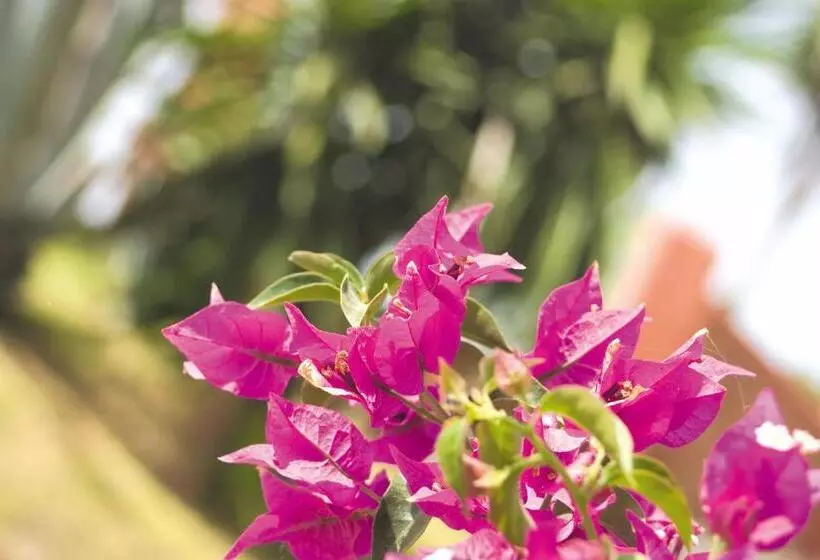 Fotos del hotel Beach  Dos Mares:  7