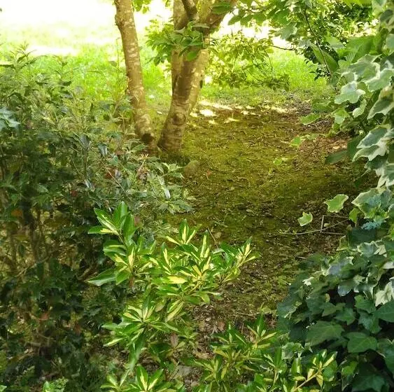 Fotos del hotel Casa Vieja Del Sastre:  5