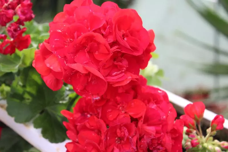 Fotos del hotel Dorisol Estrelicia:  24