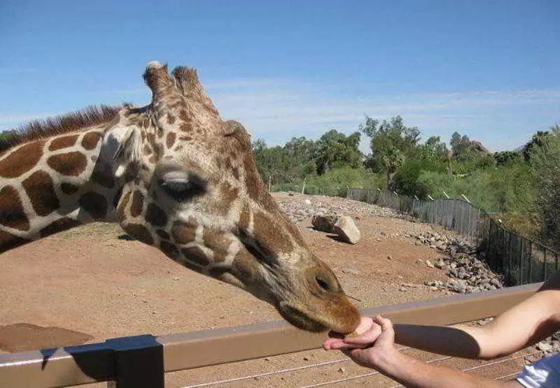 Fotos del hotel Courtyard By Marriott Phoenix North:  18