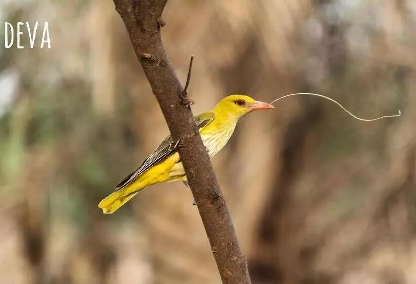 Fotos del hotel The Gateway  Ramgarh, Jaipur:  5