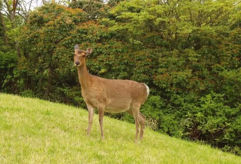 Fotos del hotel Hakone Yunohana Prince Hotel:  5