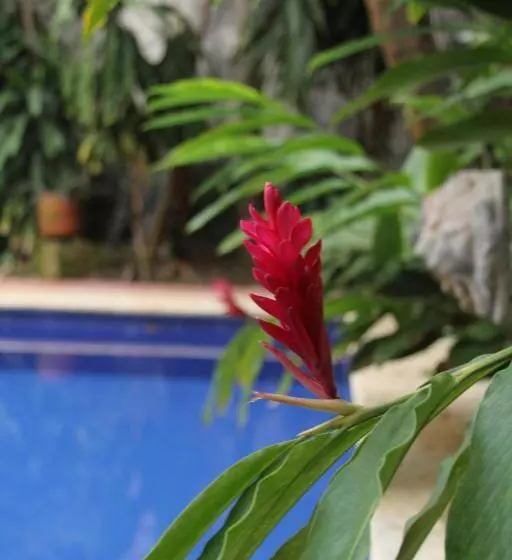 Fotos del hotel Casa Del Tejadillo:  8