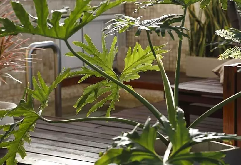 Fotos del hotel Dolmen:  7