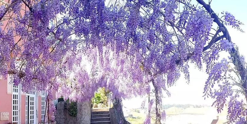 Fotos del hotel Alegre:  17