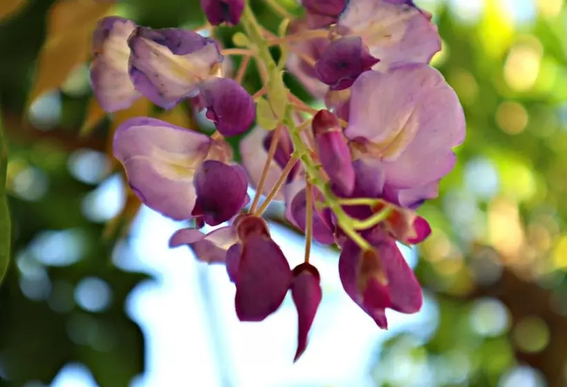 Fotos del hotel Alegre:  8