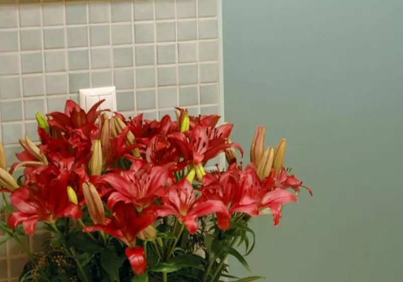 Fotos del hotel Ankara Hotel Midi:  10