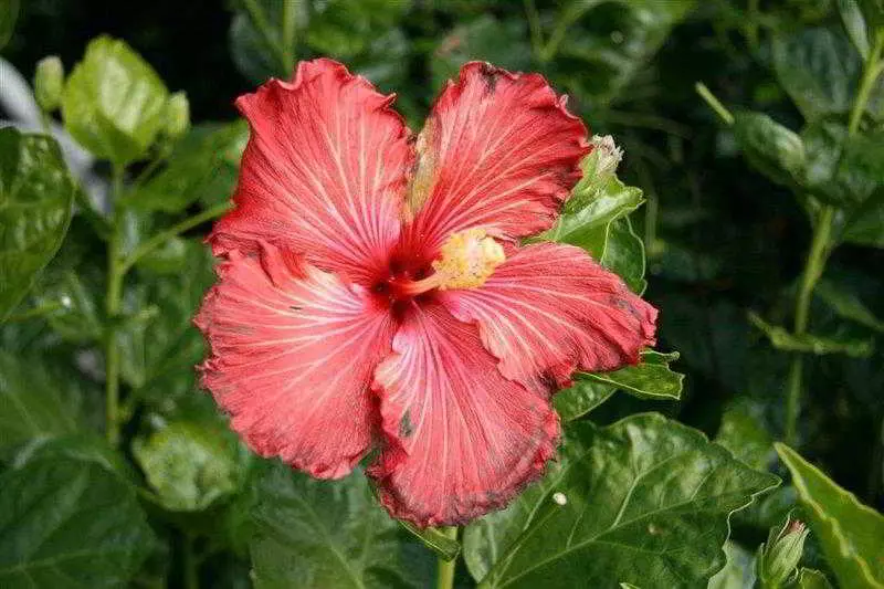 Fotos del hotel Fairway Motor Inn:  5