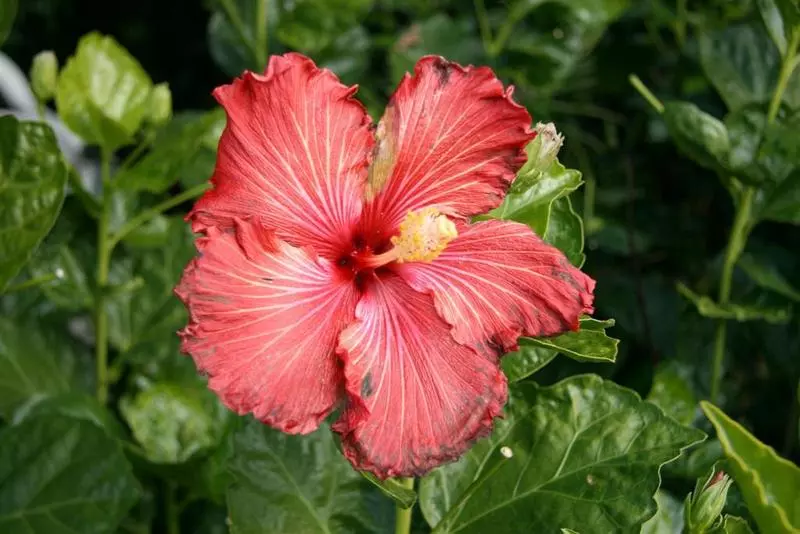 Fotos del hotel Fairway Motor Inn:  20