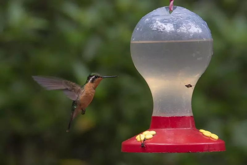 Fotos del hotel Heliconia  Monteverde:  4