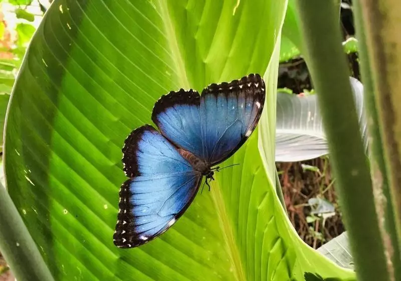 Fotos del hotel Heliconia  Monteverde:  8