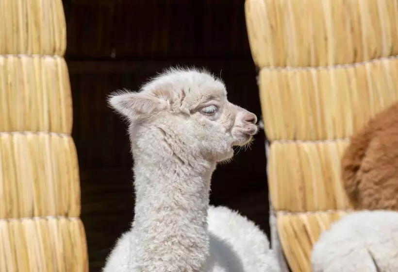Fotos del hotel Sonesta Posadas Del Inca Puno:  14