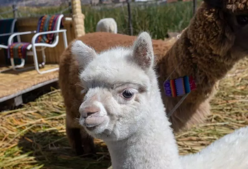 Fotos del hotel Sonesta Posadas Del Inca Puno:  8