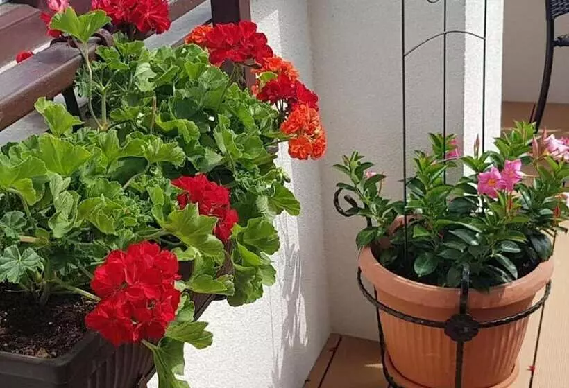 Fotos del hotel Guci:  6