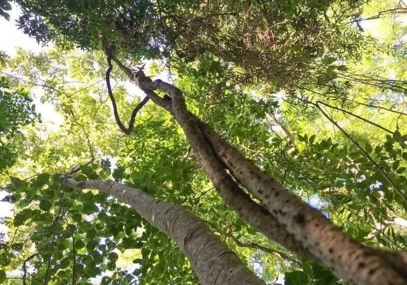 Fotos del hotel Beachfront Apartments On Trinity Beach:  18