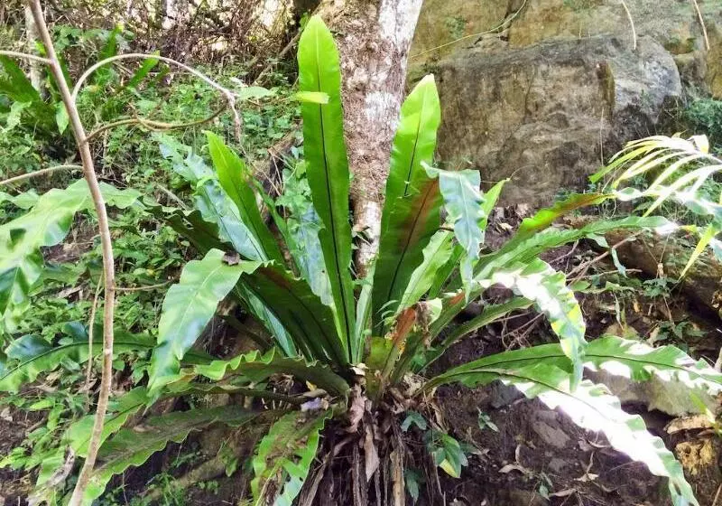 Fotos del hotel Beachfront Apartments On Trinity Beach:  9