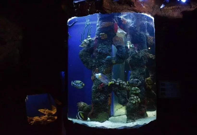 Fotos del hotel Palacio Azteca:  10