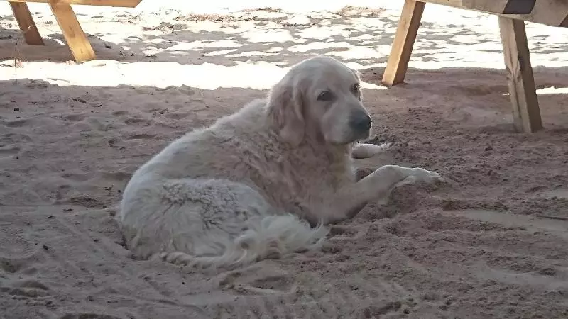 Fotos del hotel Aroa Beachside Inn:  7