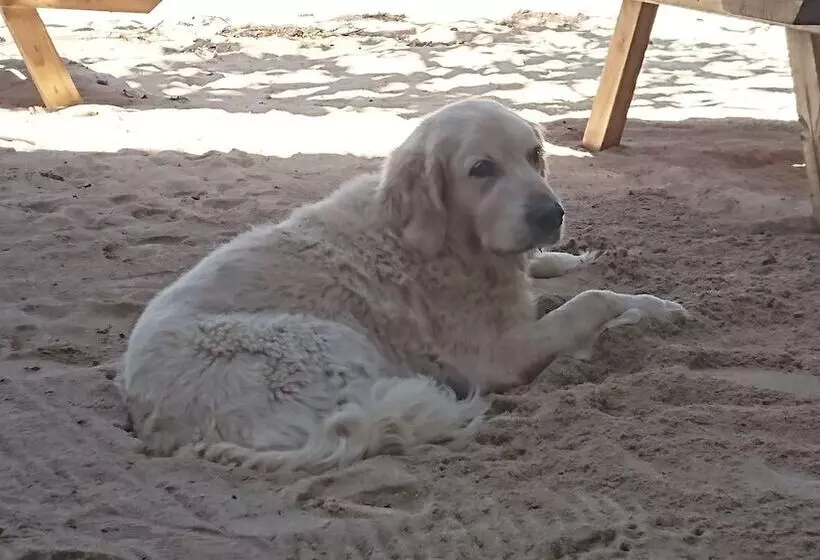 Fotos del hotel Aroa Beachside Inn:  11