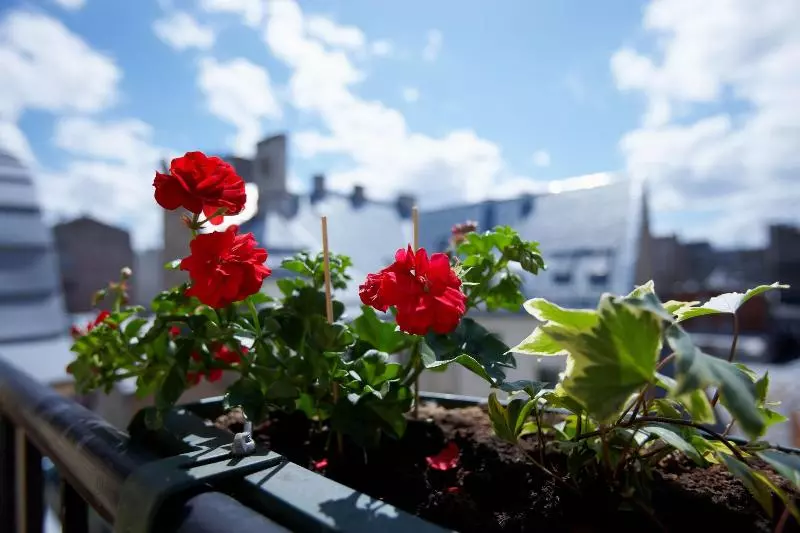 Fotos del hotel Edvards:  12