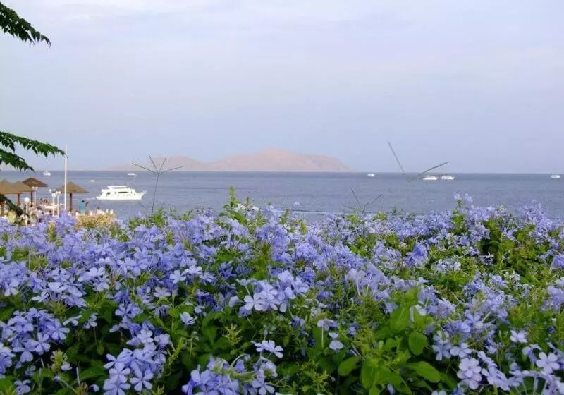 Fotos del hotel Domina Harem  & Resort:  10