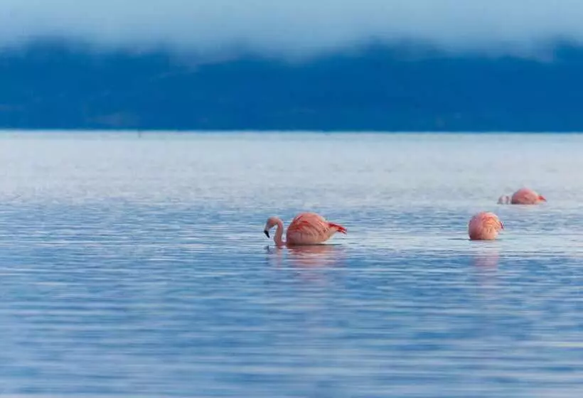 Fotos del hotel Las Dunas:  4