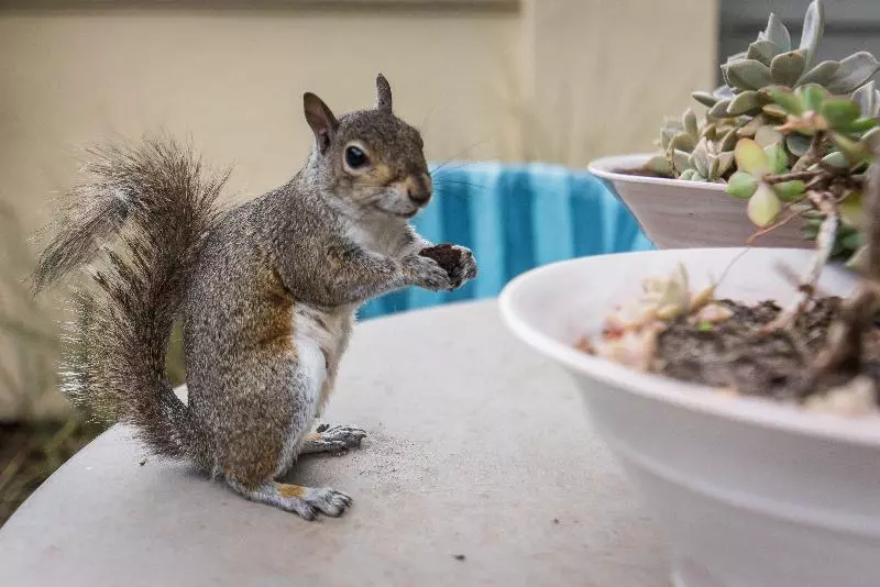 Fotos del hotel Hout Bay Manor:  15