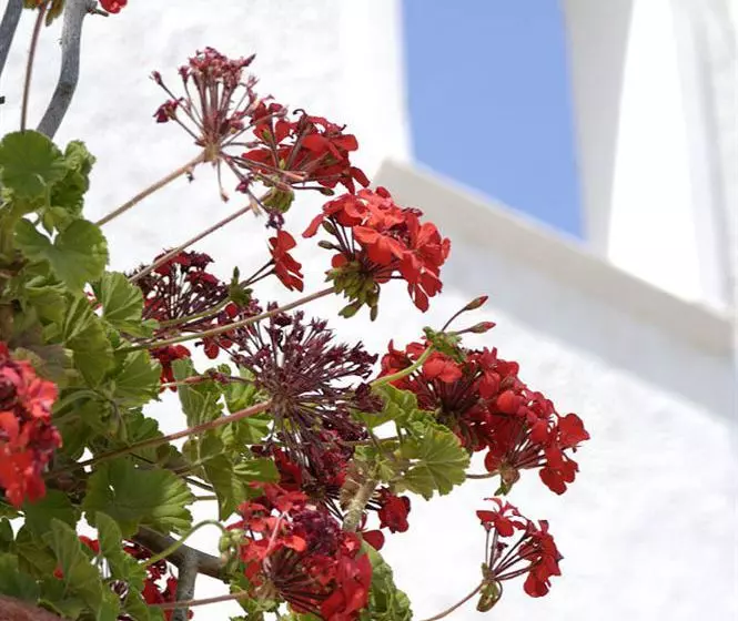 Fotos del hotel Solaris:  8