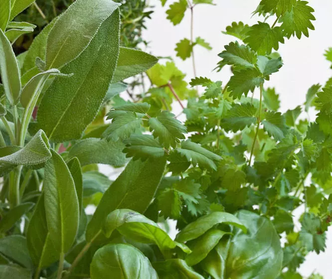 Fotos del hotel Otto:  12