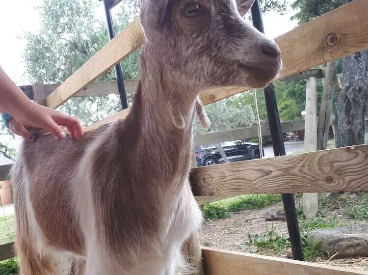 Fotos del hotel Garden Village San Marino:  11