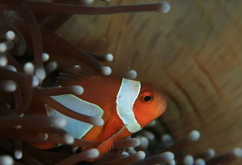 Fotos del hotel Koh Tao Bamboo Huts:  5