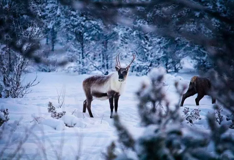 Fotos del hotel Camp Ripan:  24